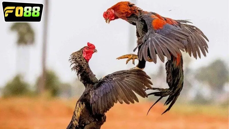 da-ga-philippines-fo88