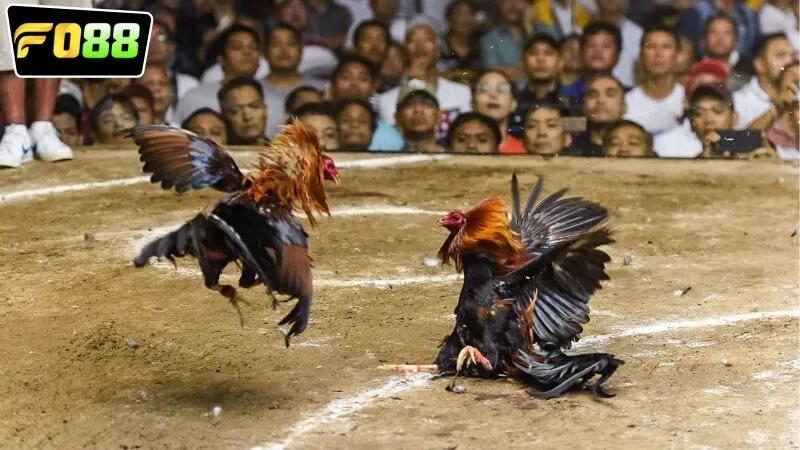 Các loại hình cá cược đá gà trực tuyến FO88 hôm nay phổ biến
