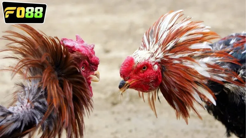 Cách thức để bắt đầu tham gia vào trực tiếp đá gà FO88