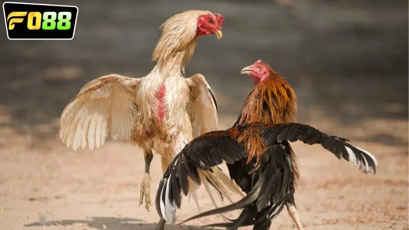 Những lợi ích vượt trội khi xem đá gà live FO88